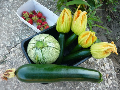 locavore, aliments de proximité, locavorisem, manger local, nimes, cervia, potager, bouzigues, fruits de mer