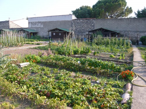 locavore, aliments de proximité, locavorisem, manger local, nimes, cervia, potager, bouzigues, fruits de mer